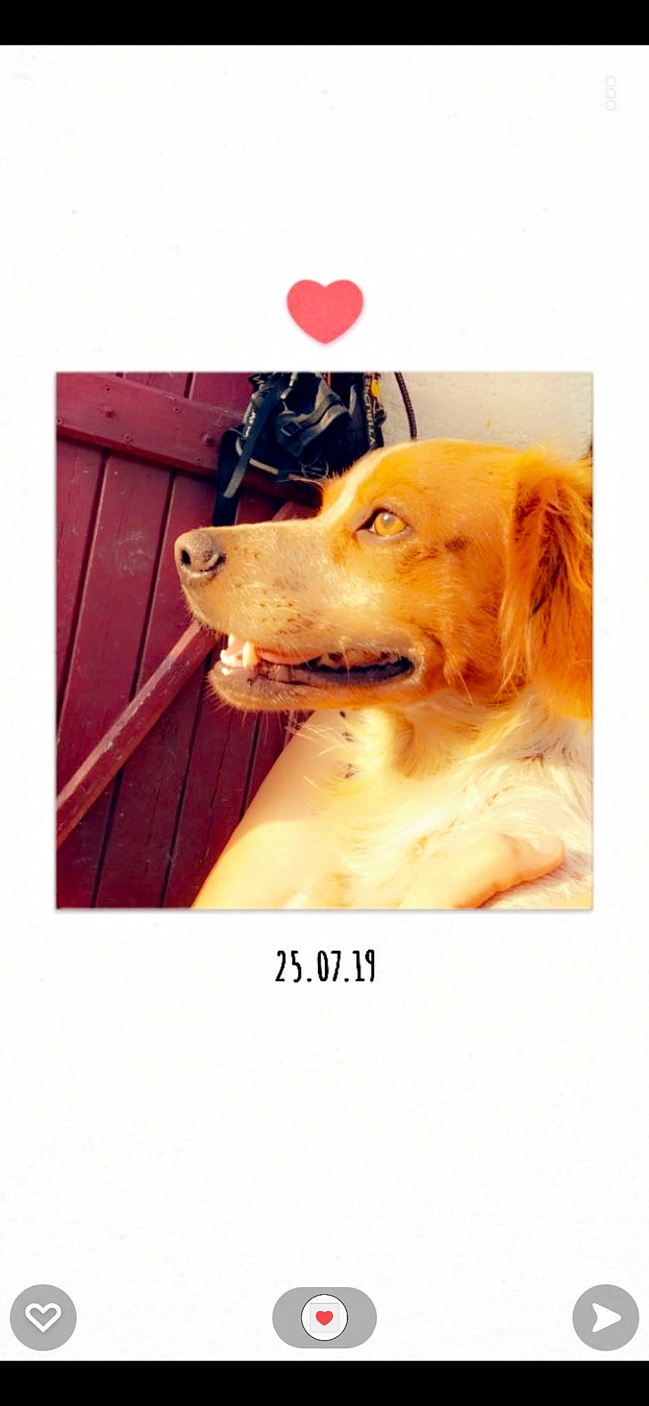 Sven a rejoint le concours — aidez-le/la à gagner de superbes lots ! carnivore, collar, companion_dog, dog, dog_breed, dog_collar, dog_supply, fawn, font, fur, golden_retriever, happy, labrador_retriever, paw, pet_supply, photo_caption, retriever, sporting_group, stock_photography, working_animal