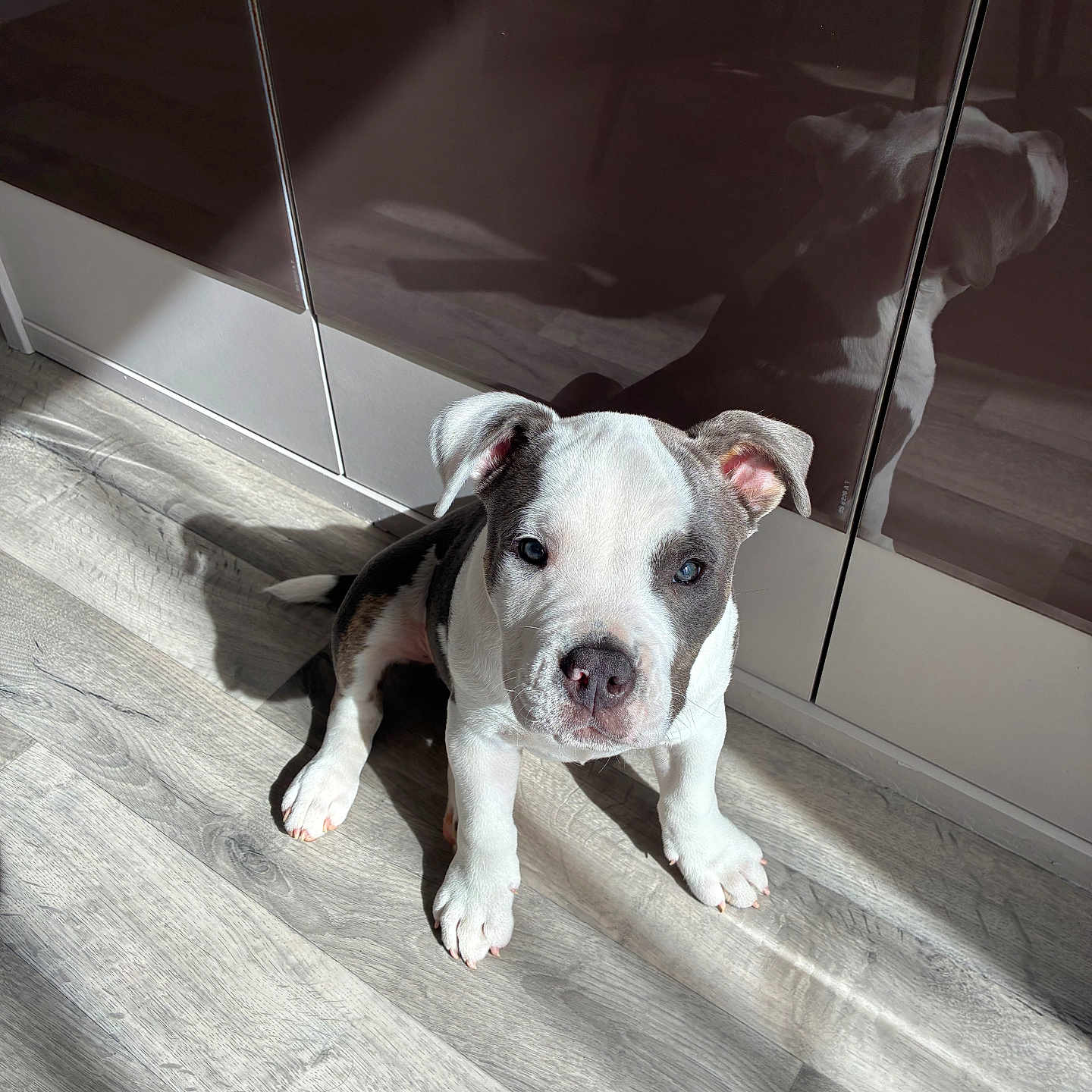 Ace a rejoint le concours — aidez-le/la à gagner de superbes lots ! adorable, animal, cabinet, companion, curious, cute, dog, domestic, ears, flooring, household, indoor, pet, puppy, reflection, shadow, sunlight, white_and_gray, wooden_floor, young_dog
