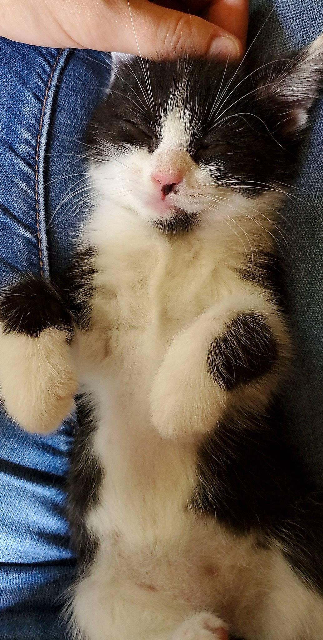 Oreo joined the competition — help win amazing prizes! carnivore, cat, claw, close_up, comfort, domestic_short_haired_cat, electric_blue, eye, eyelash, felidae, foot, fur, leg, paw, plant, small_to_medium_sized_cats, snout, tail, terrestrial_animal, whiskers