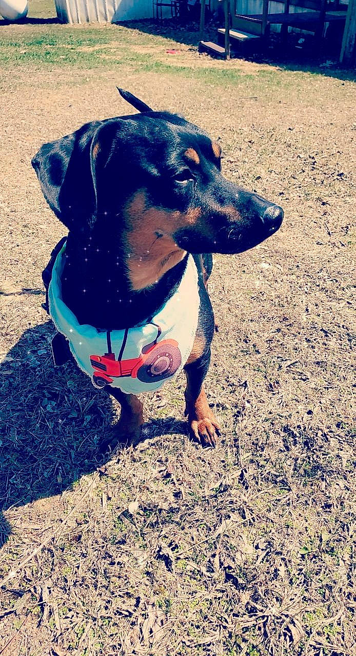 Wesson joined the competition — help win amazing prizes! blue, canidae, carnivore, collar, companion_dog, dog, dog_breed, dog_clothes, dog_collar, dog_supply, electric_blue, fawn, grass, happy, leash, personal_protective_equipment, pet_supply, plant, tints_and_shades, working_animal