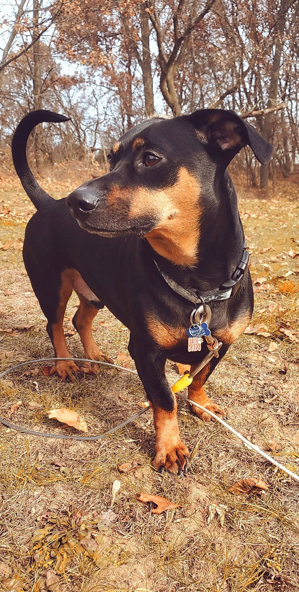 Wesson joined the competition — help win amazing prizes! canidae, carnivore, collar, companion_dog, dobermann, dog, dog_breed, dog_supply, fashion_accessory, fawn, hunting_dog, pet_supply, plant, snout, sporting_group, terrestrial_animal, tree, working_animal, working_dog