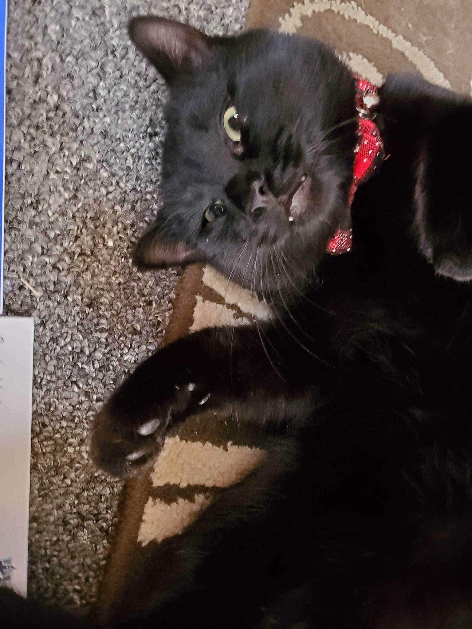 Binx is registered to the contest to win money with this photo: black_cat, bombay, carnivore, cat, cat_furniture, claw, domestic_short_haired_cat, felidae, fur, grey, havana_brown, paw, plant, small_to_medium_sized_cats, snout, tail, terrestrial_animal, whiskers