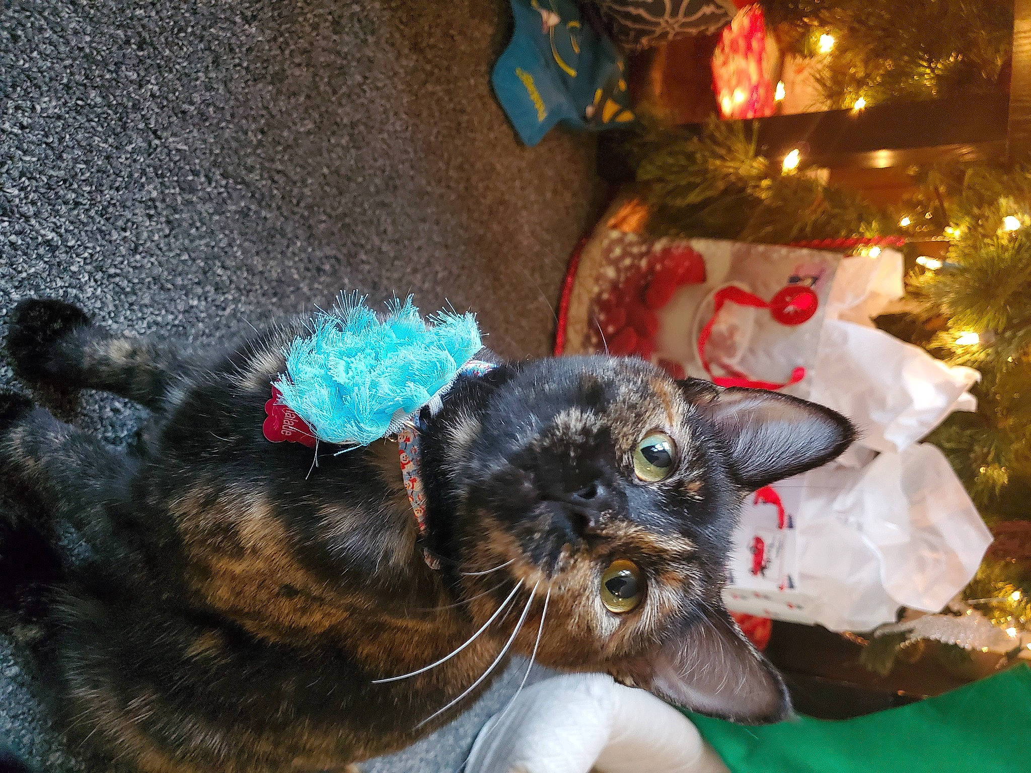 Marmalade is registered to the contest to win money with this photo: carnivore, christmas, claw, collar, companion_dog, dog, dog_breed, dog_collar, event, fawn, felidae, fur, holiday, mammal, paw, small_to_medium_sized_cats, snout, tail, whiskers, working_animal