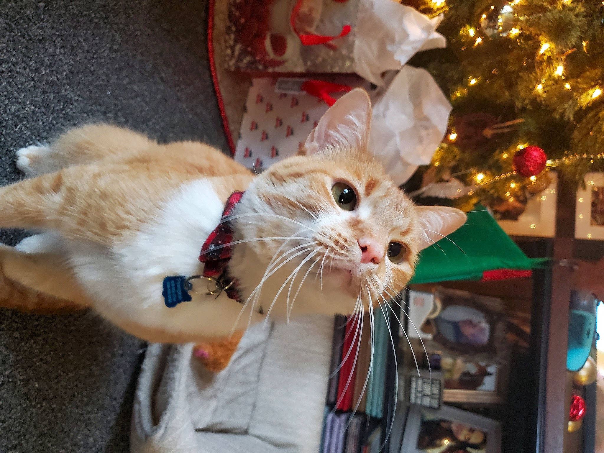 Pumpkin joined the competition — help win amazing prizes! carnivore, cat, christmas, christmas_decoration, christmas_eve, christmas_ornament, christmas_tree, claw, domestic_short_haired_cat, event, fawn, felidae, fur, holiday, holiday_ornament, lap, ornament, small_to_medium_sized_cats, tail, whiskers