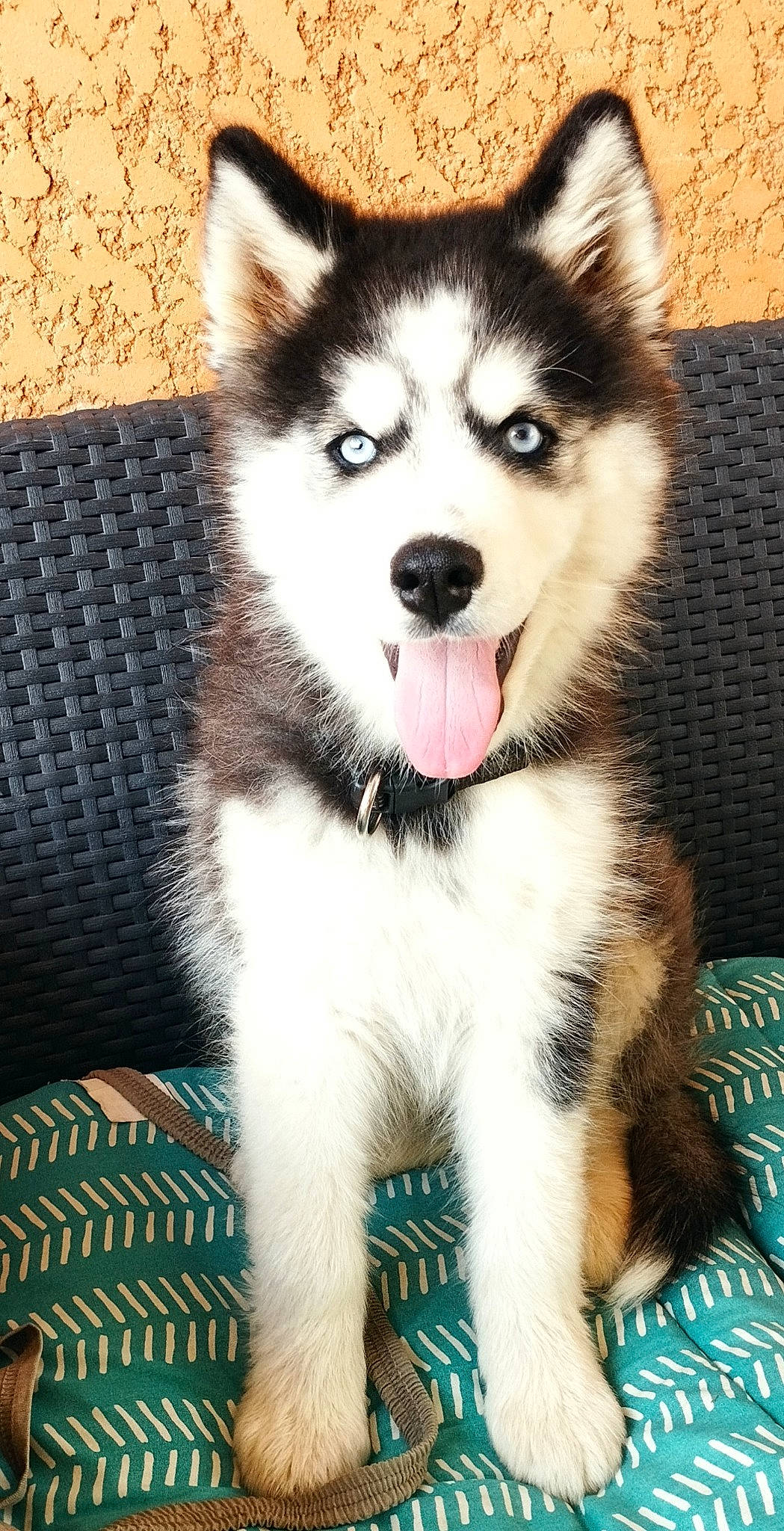 Taho participe au concours pour gagner de l'argent avec cette photo : ancient_dog_breeds, art, canidae, canis, carnivore, companion_dog, dog, dog_breed, fur, non_sporting_group, photography, siberian_husky, sled_dog, snout, terrestrial_animal, whiskers, working_animal, working_dog