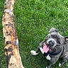 Gucci participe au concours pour gagner de l'argent avec cette photo : dog, grass, stick, playful, pet, outdoor, canine, tongue_out, happy, brown, white_paws, collar, leash, nature, animal, excited, looking_up, fetch, park, daylight
