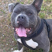 Gucci a rejoint le concours — aidez-le/la à gagner de superbes lots ! dog, canine, pet, outdoor, grass, happy, tongue_out, gray_fur, white_paws, white_chest, one_eyed, ear_up, animal, muzzle, harness, standing, friendly, cute, smiling, nature