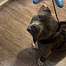 Gucci participe au concours pour gagner de l'argent avec cette photo : dog, pitbull, leash, blue_sneakers, wooden_floor, person, pants, indoors, pet, looking_up, curious, animal, canine, flooring, standing, domestic_animal, brown_dog, white_paws, ear, snout