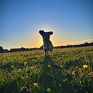 Otis is registered to the contest to win money with this photo: dog, running, field, sunset, silhouette, grass, wildflowers, outdoor, nature, animal, joyful, motion, sunlight, sky, canine, playful, summer, landscape, happy, pets