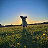 dog, running, field, sunset, silhouette, grass, wildflowers, outdoor, nature, animal, joyful, motion, sunlight, sky, canine, playful, summer, landscape, happy, pets