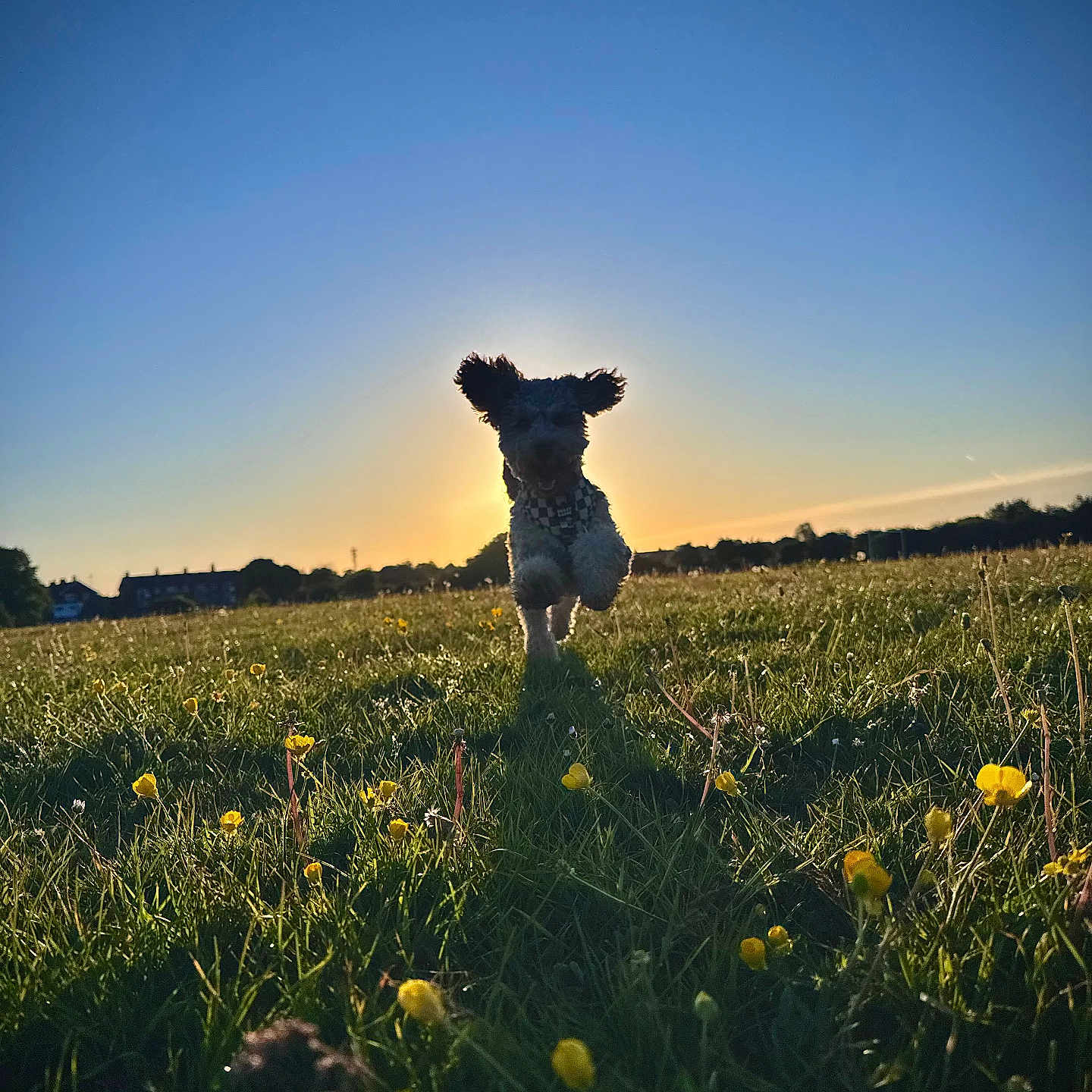 Otis