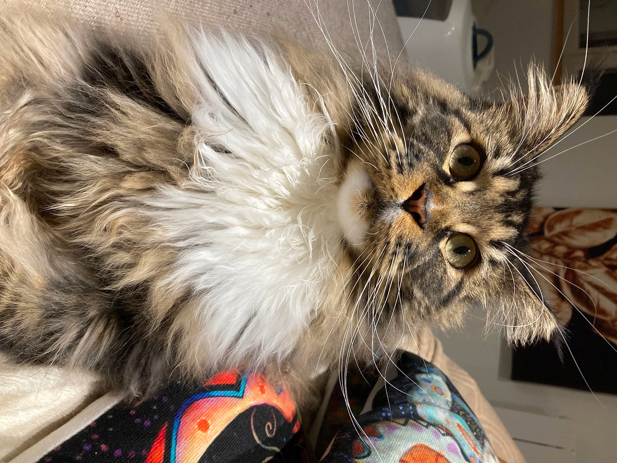 Smiley participe au concours pour gagner de l'argent avec cette photo : art, carnivore, cat, claw, domestic_short_haired_cat, eyewear, feather, felidae, fur, hairstyle, headgear, mirror, paw, small_to_medium_sized_cats, snout, whiskers