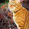 Roudoudou participe au concours pour gagner de l'argent avec cette photo : abyssinian, animal, cat, kitten, manx, pet