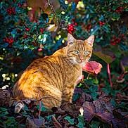Roudoudou participe au concours pour gagner de l'argent avec cette photo : abyssinian, animal, cat, fir, flower, food, fruit, geranium, ivy, kitten, leaf, manx, maple, mapleleaf, pet, petal, plant, produce, tree, vegetation