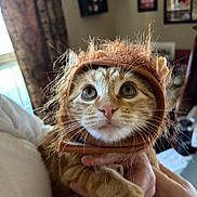 Catniss Everdeen is registered to the contest to win money with this photo: adorable, animal, cat, costume, curious, cute, domestic, face, feline, fur, holding, human_hand, indoor, kitten, lion_mane, orange_tabby, pet, portrait, whiskers, wide_eyes