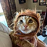 adorable, animal, cat, costume, curious, cute, domestic, face, feline, fur, holding, human_hand, indoor, kitten, lion_mane, orange_tabby, pet, portrait, whiskers, wide_eyes