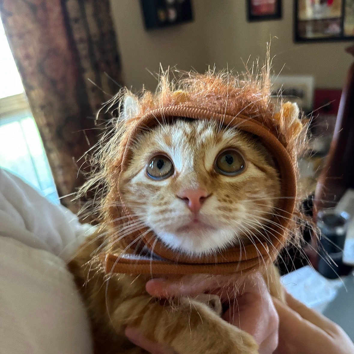 Catniss Everdeen is registered to the contest to win money with this photo: adorable, animal, cat, costume, curious, cute, domestic, face, feline, fur, holding, human_hand, indoor, kitten, lion_mane, orange_tabby, pet, portrait, whiskers, wide_eyes