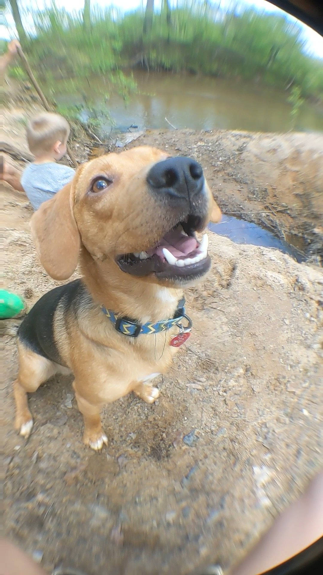 Snoopy joined the competition — help win amazing prizes! carnivore, collar, companion_dog, dog, dog_breed, dog_collar, dog_supply, fawn, grass, leash, paw, plant, retriever, snout, soil, sporting_group, street_dog, water, working_animal, working_dog