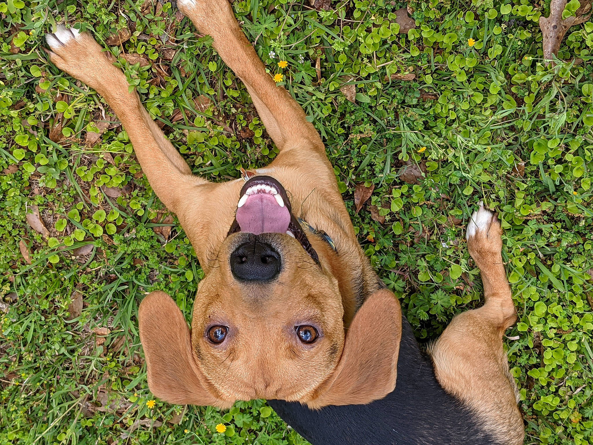 Snoopy is registered to the contest to win money with this photo: botany, fawn, finger, grass, groundcover, hand, lawn_ornament, nature, organism, people_in_nature, plant, sculpture, snout, sunglasses, terrestrial_animal, thumb, toy, trunk, wood, working_animal