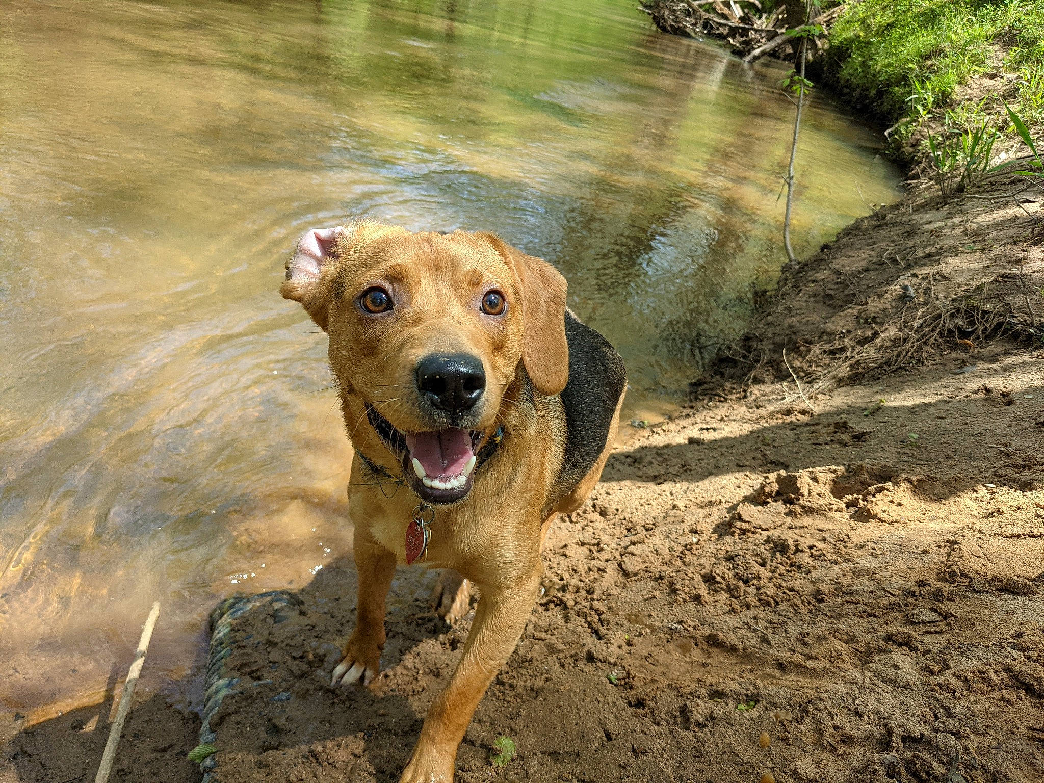 Snoopy is registered to the contest to win money with this photo: canidae, carnivore, collar, companion_dog, dog, dog_breed, dog_collar, fawn, gun_dog, lake, liver, pet_supply, plant, soil, tail, terrestrial_animal, water, wildlife, working_animal, working_dog