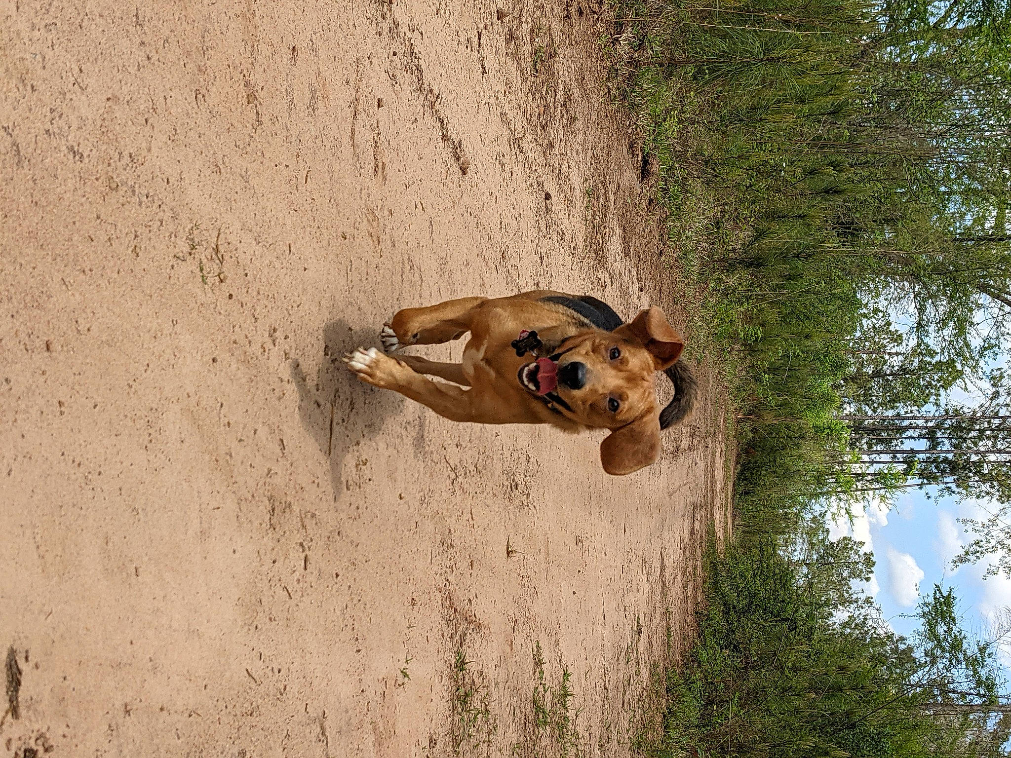 Snoopy joined the competition — help win amazing prizes! aeolian_landform, canidae, carnivore, cloud, dog, dog_breed, fawn, grass, landscape, plant, recreation, sky, snout, soil, sporting_group, terrestrial_animal, tree, trunk, wood, working_animal