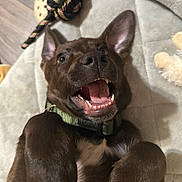 Oakley is registered to the contest to win money with this photo: animal, blanket, brown_dog, canine, closeup, collar, dog, excited, floor, fur, happy, indoor, lying_down, mouth_open, paws, pet, playful, rope_toy, teeth, toy