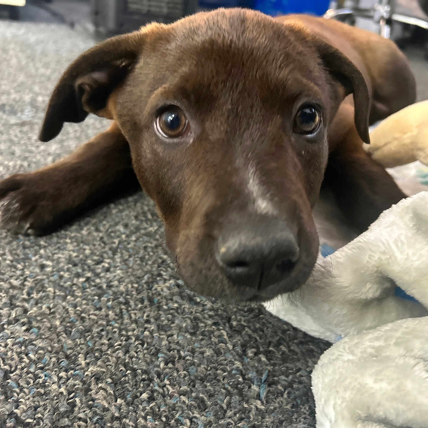 Oakley is registered to the contest to win money with this photo: animal, blanket, brown, carpet, close_up, curious, cute, dog, ears, face, floor, fur, indoor, lying_down, nose, pet, puppy, toy, whiskers, young