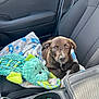 Oakley is registered to the contest to win money with this photo: animal, blanket, brown_dog, car_interior, car_seat, companion, cozy, cute, dog, indoor, looking_up, pet, plush_toy, puppy, resting, seatbelt, soft_texture, toy, travel, young_dog