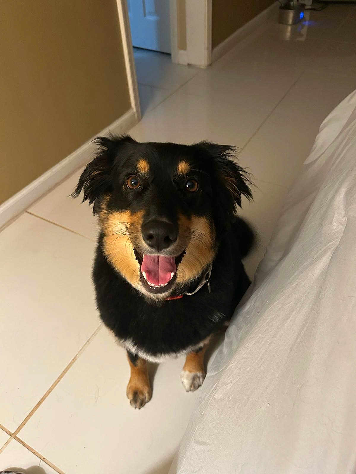Millie is registered to the contest to win money with this photo: dog, happy, smiling, black_and_tan, pet, indoor, floor, tile, fur, collar, canine, animal, looking_up, cute, friendly, house, domestic, ears, tongue, bright_eyes