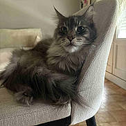 Ullysse participe au concours pour gagner de l'argent avec cette photo : cat, fluffy, chair, indoor, pet, feline, relaxed, fur, window, light, cozy, domestic, animal, mammal, portrait, living_room, comfortable, resting, closeup, calm