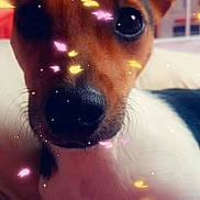 Maya a rejoint le concours — aidez-le/la à gagner de superbes lots ! brazilian_terrier, canidae, carnivore, companion_dog, dog, dog_breed, ear, fawn, fox_terrier, miniature_fox_terrier, nose, rat_terrier, russell_terrier, small_terrier, smooth_fox_terrier, snout, terrier, toy_dog, toy_fox_terrier, whiskers