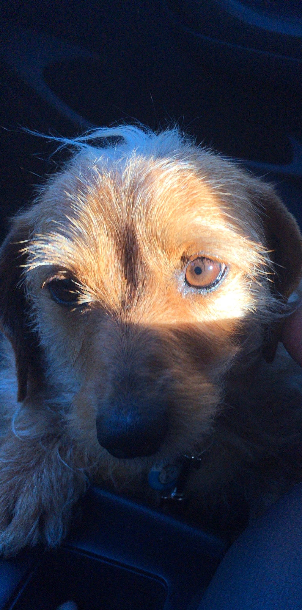 Daisy joined the competition — help win amazing prizes! australian_terrier, border_terrier, cairn_terrier, canidae, carnivore, companion_dog, dog, dog_breed, fur, irish_wolfhound, mammal, norfolk_terrier, nose, puppy, rare_breed_dog, snout, sporting_group, terrier, whiskers