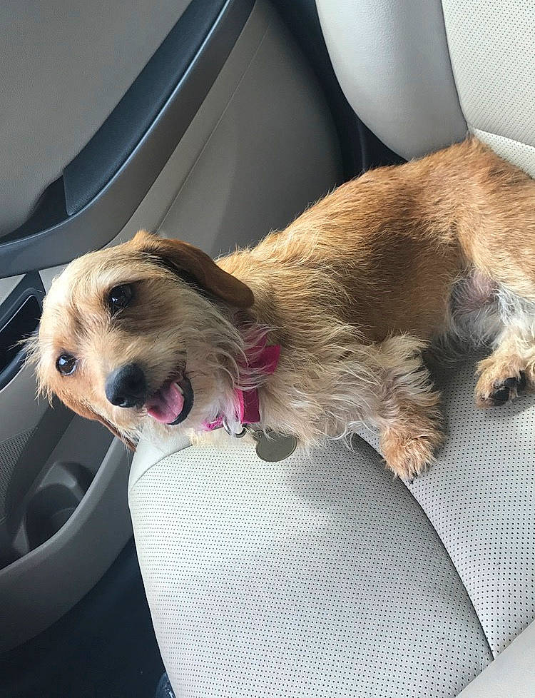 Daisy is registered to the contest to win money with this photo: border_terrier, canidae, carnivore, comfort, companion_dog, dog, dog_breed, ear, fox_terrier, mammal, petit_basset_griffon_vendeen, puppy, puppy_love, snout, sporting_group