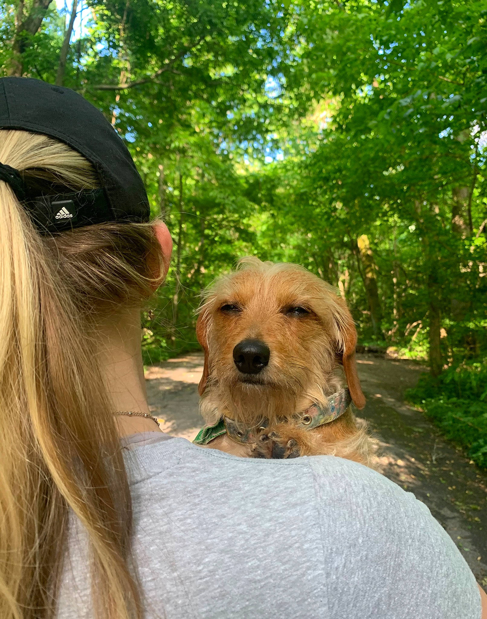 Daisy is registered to the contest to win money with this photo: basset_fauve_de_bretagne, canidae, carnivore, companion_dog, dog, dog_breed, fawn, mammal, norfolk_terrier, snout, sporting_group