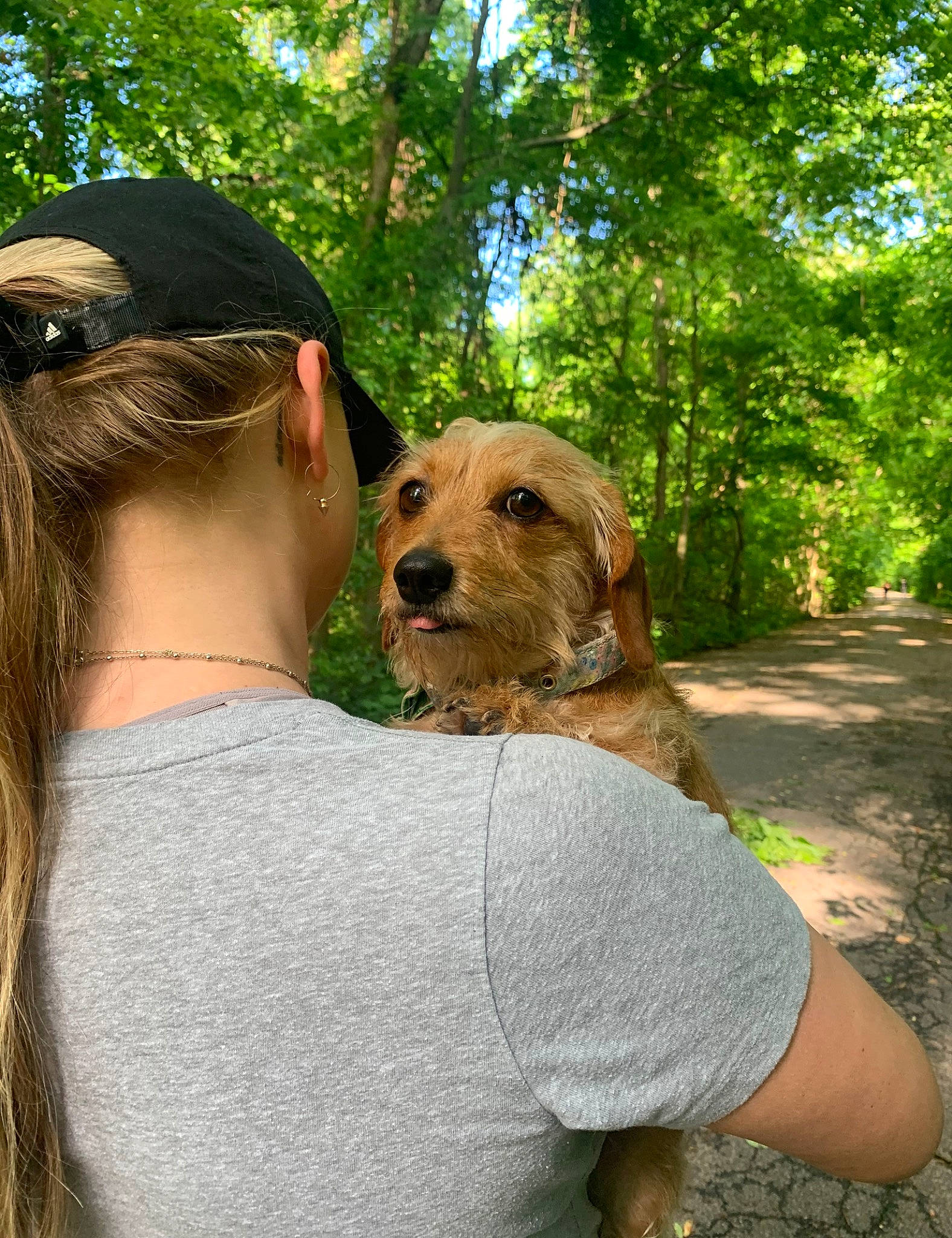 Daisy joined the competition — help win amazing prizes! basset_fauve_de_bretagne, canidae, carnivore, companion_dog, dog, dog_breed, fawn, mammal, sporting_group