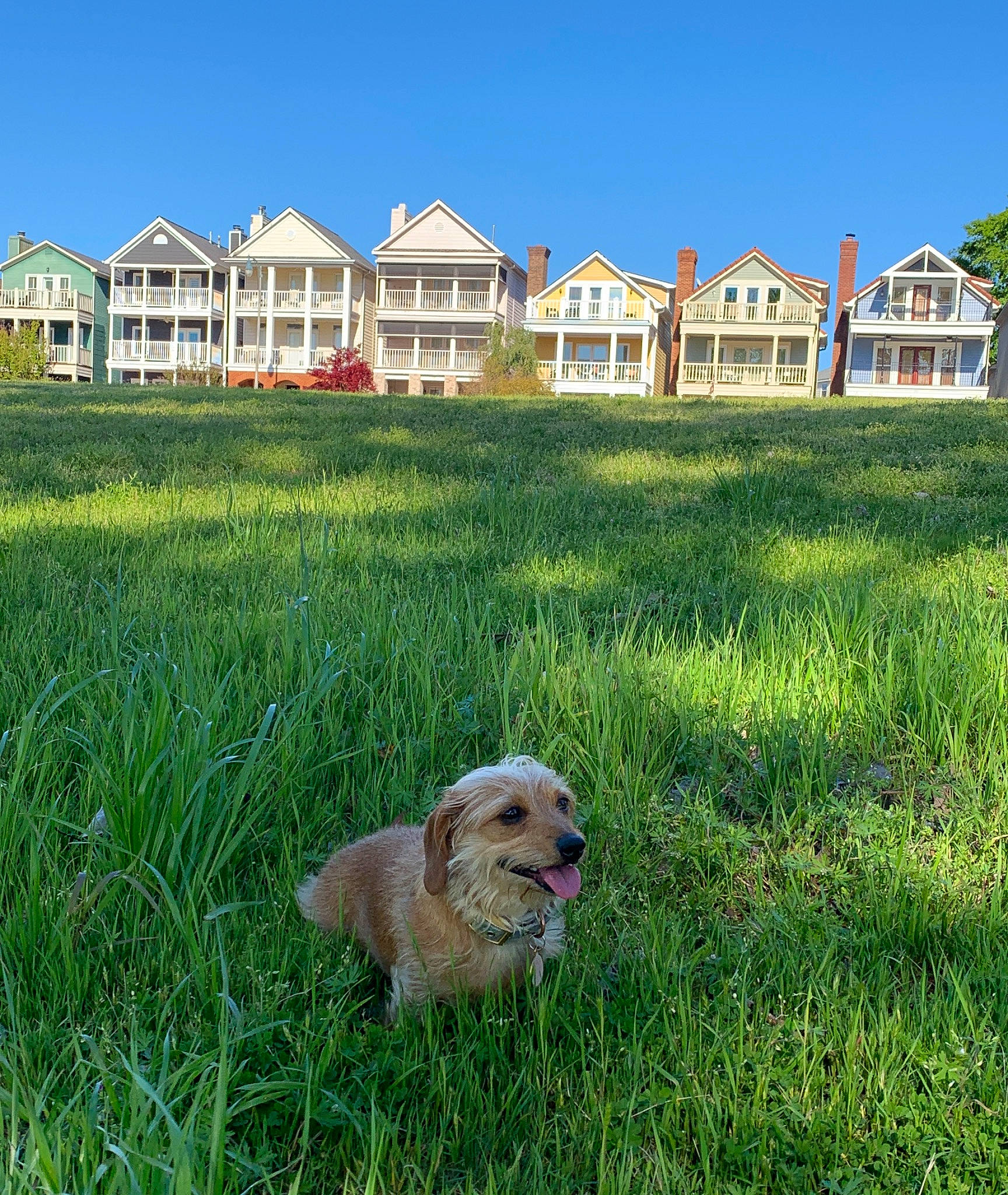 Daisy joined the competition — help win amazing prizes! canidae, carnivore, dog, dog_breed, estate, golden_retriever, grass, grass_family, grassland, home, house, land_lot, lawn, plant, prairie, property, real_estate, sporting_group, summer, vacation