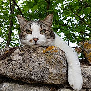 Blue a rejoint le concours — aidez-le/la à gagner de superbes lots ! cat, animal, stone_wall, paw, green_leaves, tree, outdoor, nature, relaxed, moss, fur, whiskers, closeup, pet, resting, wildlife, daylight, mammal, cute, portrait