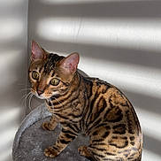 Yop a rejoint le concours — aidez-le/la à gagner de superbes lots ! abyssinian, animal, cat, egyptiancat, kitten, manx, ocelot, pet
