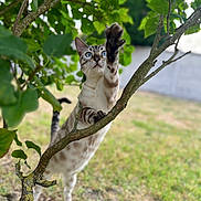 áro participe au concours pour gagner de l'argent avec cette photo : cat, kitten, animal, pet, tree, branch, leaves, foliage, outdoor, nature, wildlife, blue_eyes, spotted_fur, tabby, sitting, standing, raised_paw, climbing, portrait, grass
