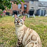 áro participe au concours pour gagner de l'argent avec cette photo : cat, animal, pet, sitting, outdoor, garden, grass, lawn, blue_eyes, tabby, spotted, striped, cream_fur, whiskers, pointed_ears, portrait, closeup, bokeh, house, daylight