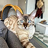áro a rejoint le concours — aidez-le/la à gagner de superbes lots ! cat, blue_eyes, feline, pet, portrait, close_up, tabby, pointed_ears, whiskers, fur, cream_fur, striped_fur, sitting, lounging, stretched_paw, sofa, indoor, home, furniture, photography