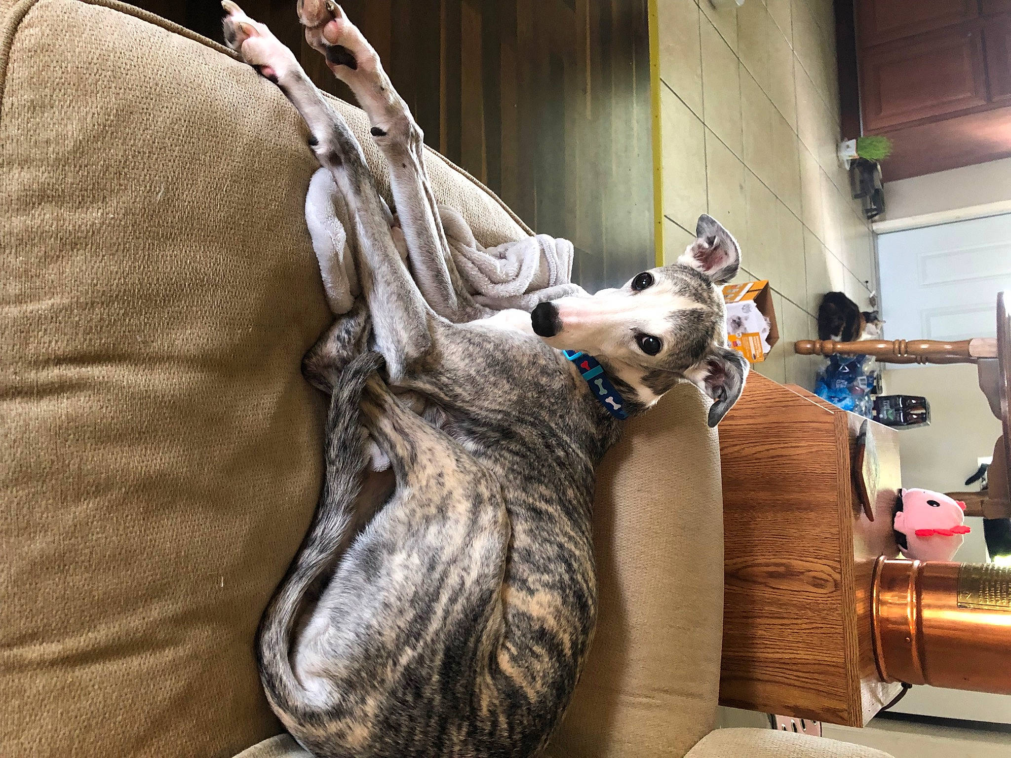 Henry joined the competition — help win amazing prizes! art, bag, comfort, fashion_accessory, fashion_design, fawn, felidae, flooring, fur, fur_clothing, grey, hide, linens, luggage_and_bags, natural_material, picture_frame, room, small_to_medium_sized_cats, whiskers, wood