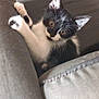 animal, black_and_white, cat, closeup, couch, curious, cute, feline, fur, household, indoor, kitten, looking, paws, pet, playful, resting, small, whiskers, young