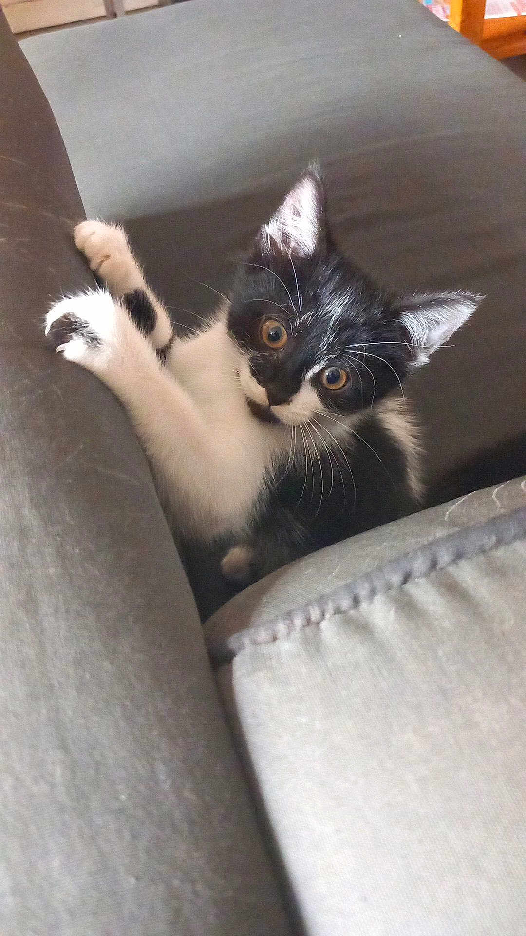 Nala