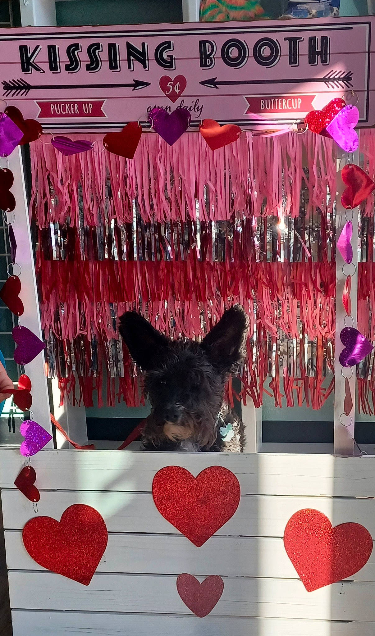 Annie joined the competition — help win amazing prizes! carmine, carnivore, decoration, design, dog, event, fashion, fashion_accessory, font, interior_design, magenta, material_property, pattern, pink, product, rectangle, red, room, snapshot, textile