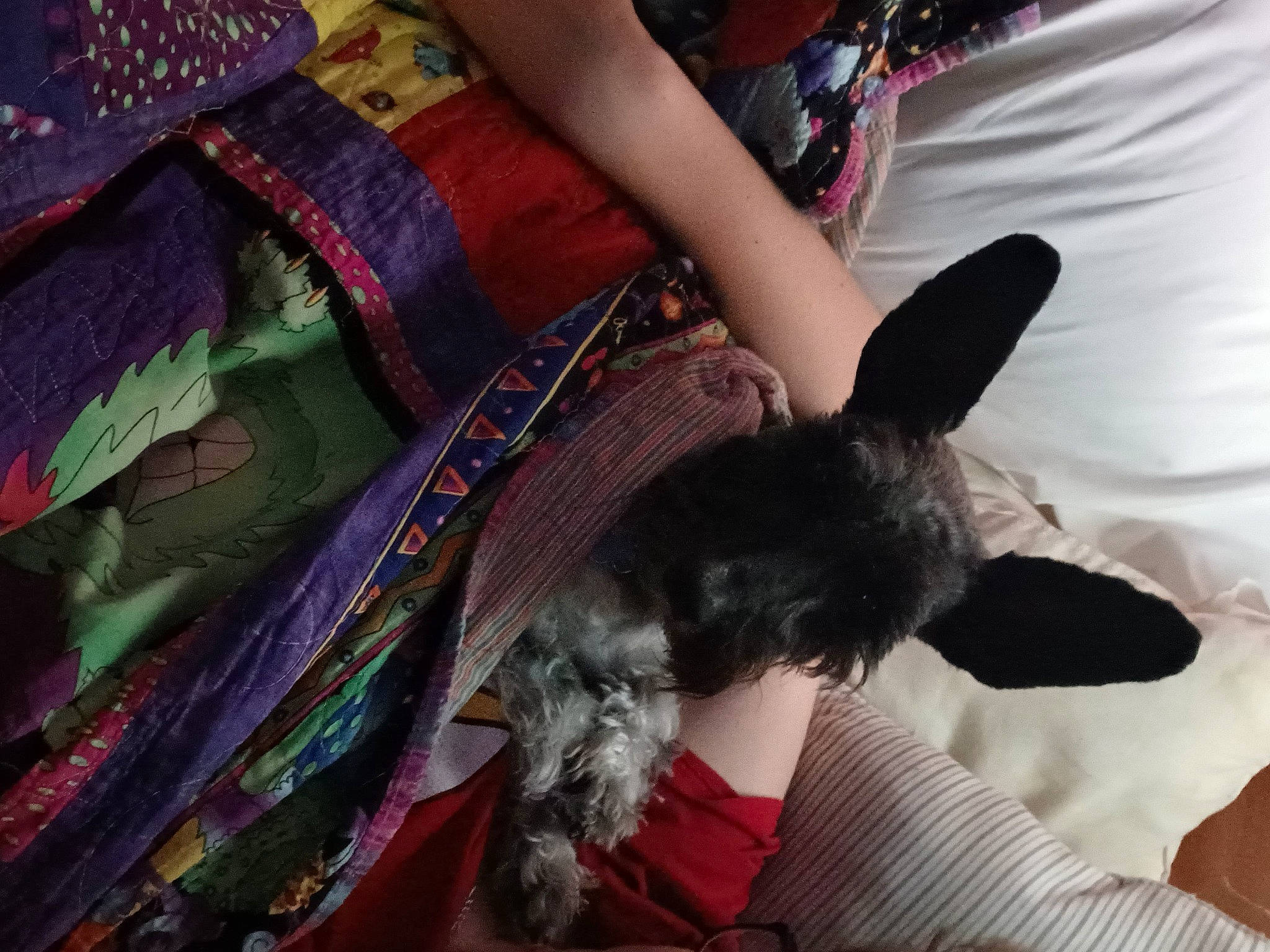 Annie is registered to the contest to win money with this photo: black_hair, carnivore, companion_dog, dog_breed, fashion_design, fawn, fur, human_leg, jewellery, long_hair, magenta, neck, pattern, plaid, sleeve, tartan, thigh, tree, trunk, waist