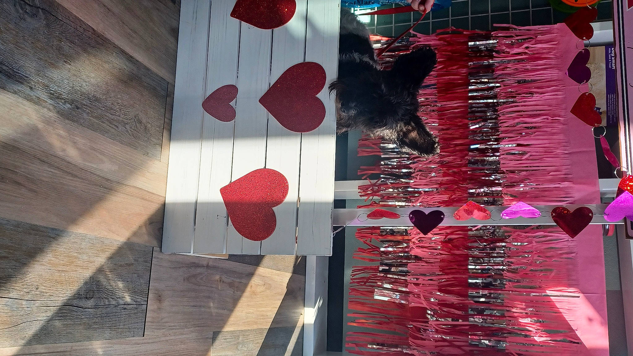 Annie is registered to the contest to win money with this photo: art, beauty, black, carmine, dress, fashion_accessory, flooring, font, hardwood, line, magenta, material_property, pattern, rectangle, red, room, textile, tints_and_shades, tree, wood