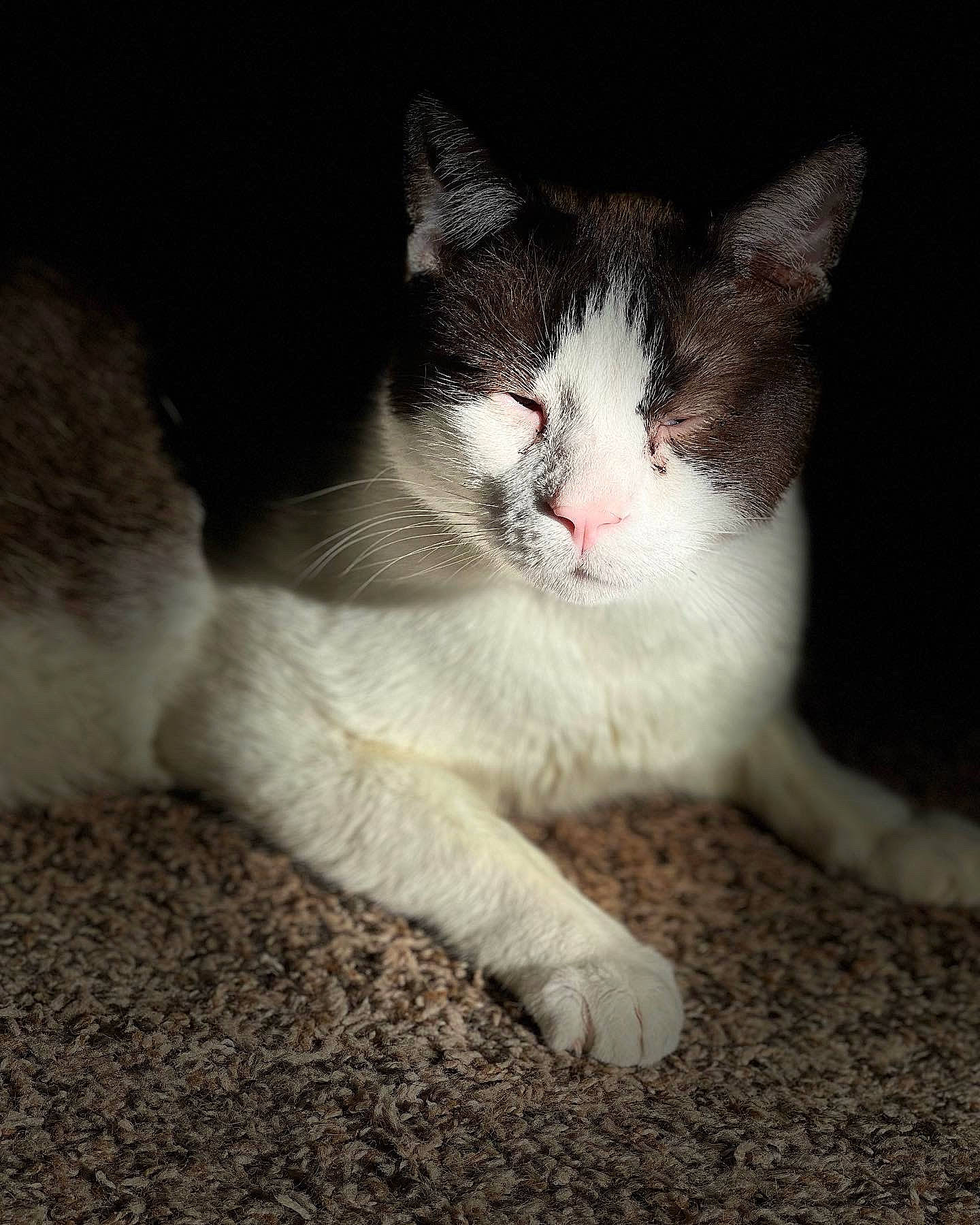 Bandit joined the competition — help win amazing prizes! carnivore, cat, domestic_short_haired_cat, felidae, foot, fur, paw, sitting, small_to_medium_sized_cats, snout, tail, whiskers, window