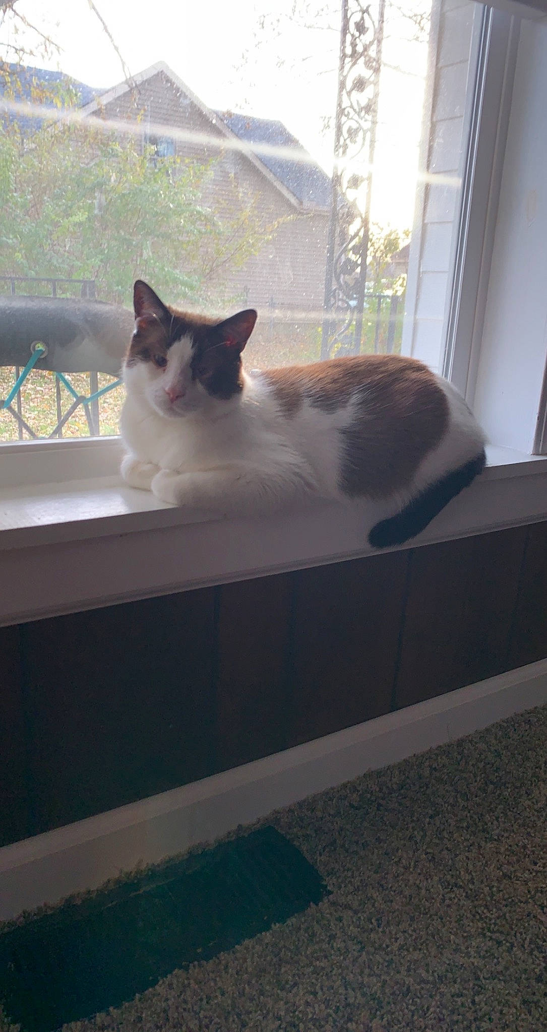 Bandit joined the competition — help win amazing prizes! carnivore, cat, domestic_short_haired_cat, felidae, floor, flooring, fur, grey, hardwood, mammal, pattern, road_surface, room, sitting, small_to_medium_sized_cats, tail, tints_and_shades, whiskers, window, wood