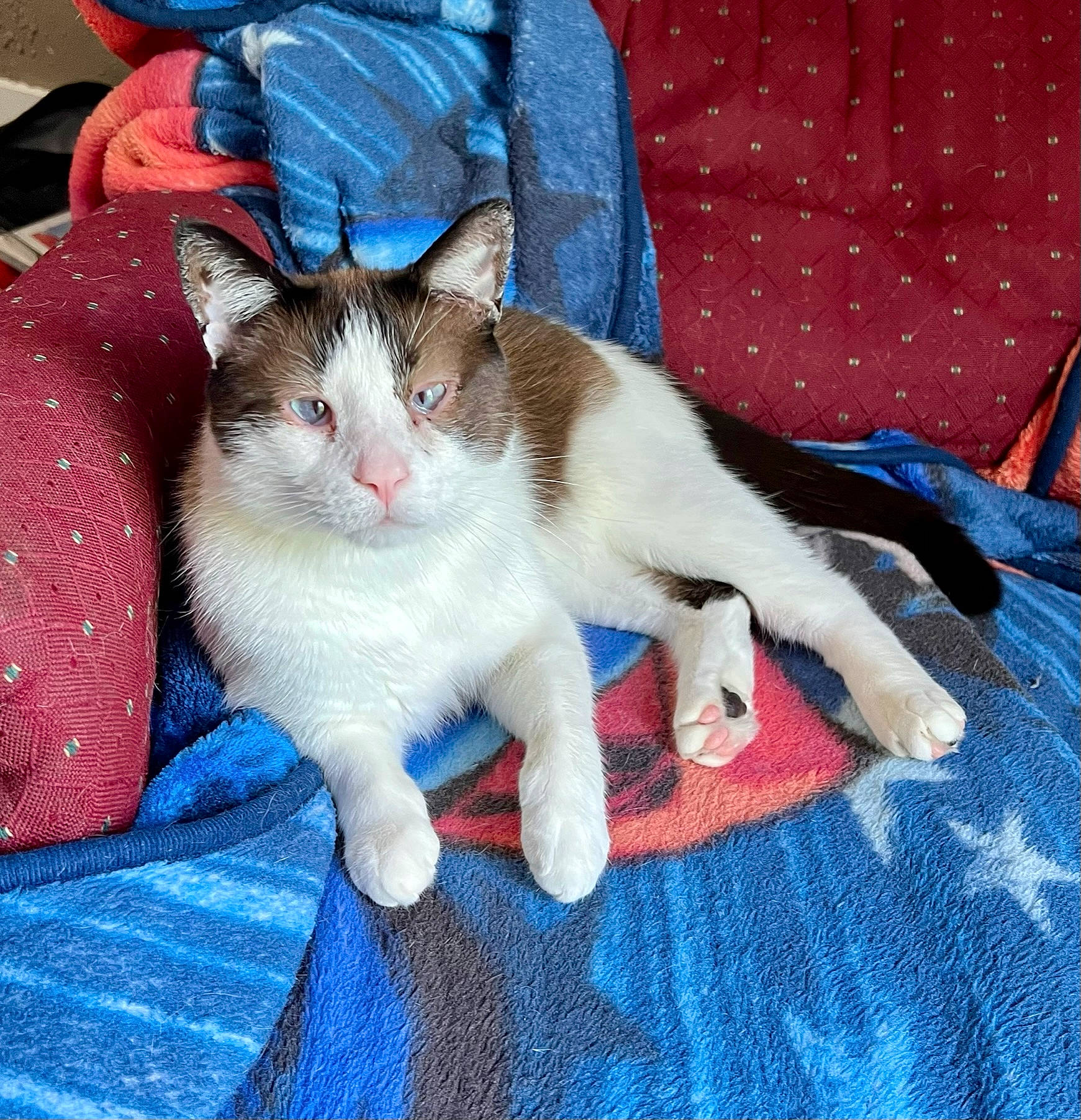 Bandit joined the competition — help win amazing prizes! blue, carnivore, cat, claw, comfort, domestic_short_haired_cat, electric_blue, felidae, fur, lap, linens, pattern, paw, sitting, small_to_medium_sized_cats, tail, tie, whiskers, woven_fabric